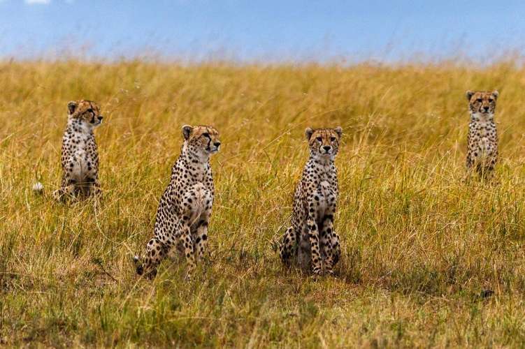 0.17493100 1675943447 cheetah MP News: दक्षिण अफ्रीका से ग्वालियर पहुंचे 12 चीते, 11 बजे पहुंचेंगे कूनो राष्ट्रीय उद्यान
