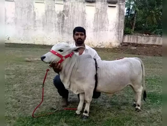 punganurcow 103746759 Punganur Cow: आंध्र प्रदेश में पुंगनूर गाय की नस्ल में किया सुधार, साल 2019 में किया डिवेलप